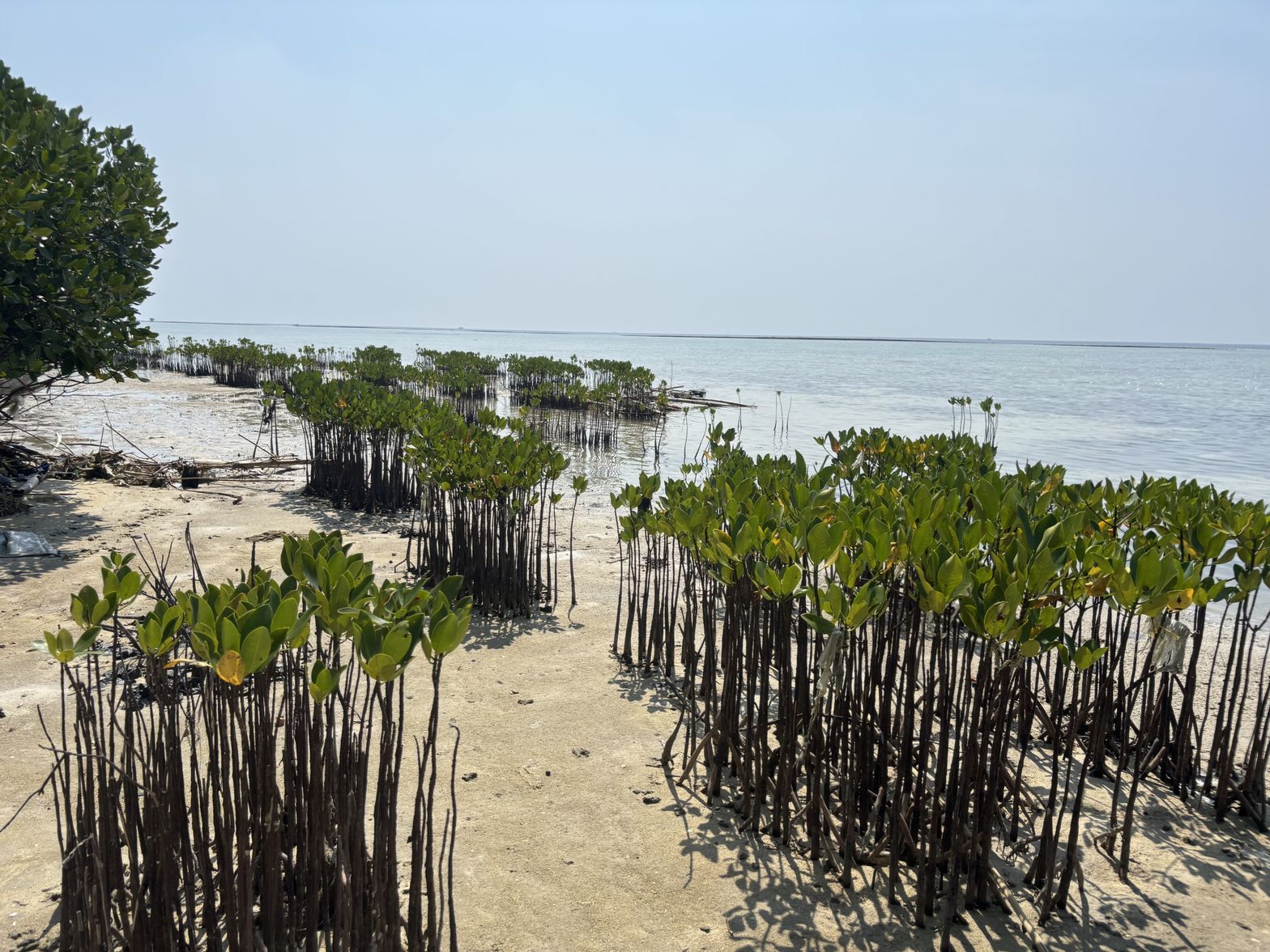 Akar Mangrove