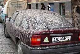 Bird droppings on car