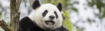 Chengdu