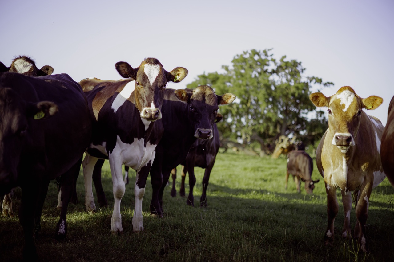 The team at Green Meadows