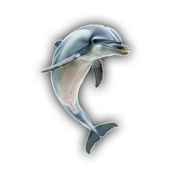 Dolphin right