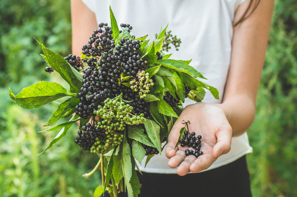 Hands holding herbs
