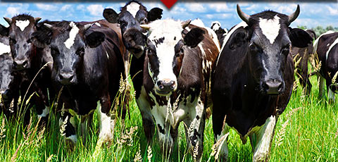 Premium Beef Sourcing
