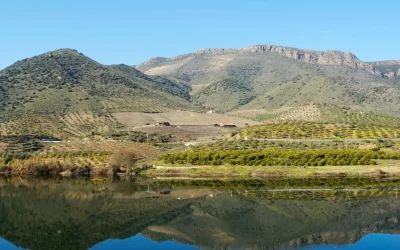 WINE AND DINE: VINEYARD VISITS AND GASTRONOMIC EXPERIENCES BETWEEN LISBON AND MADRID
