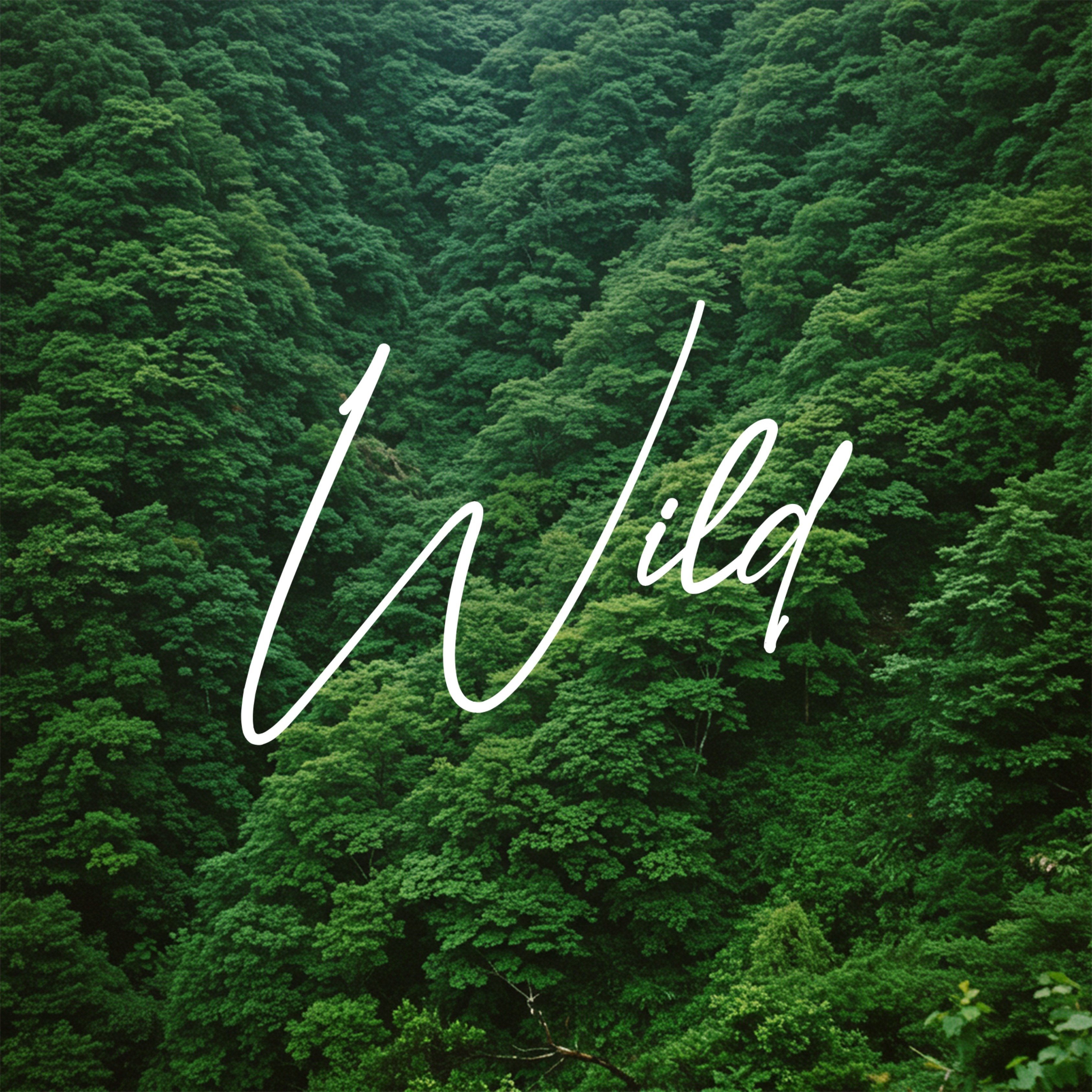 مجموعة ويلد