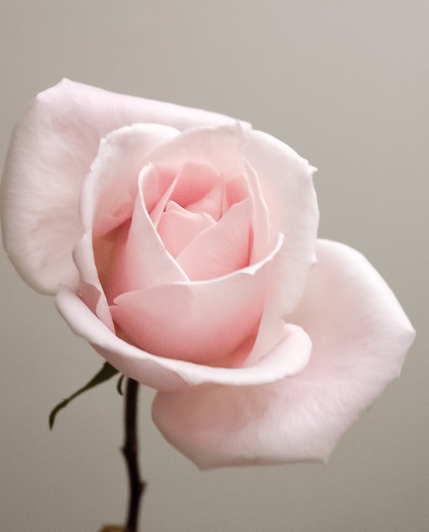 The Importance of Dignified Collection During Pregnancy Loss
