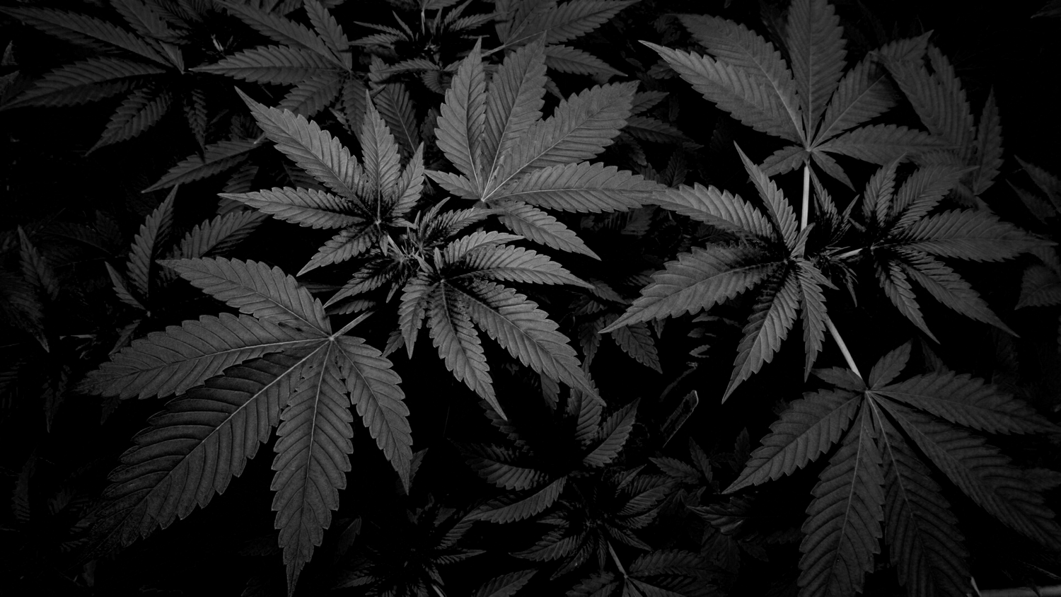 Cannabis Leaves
