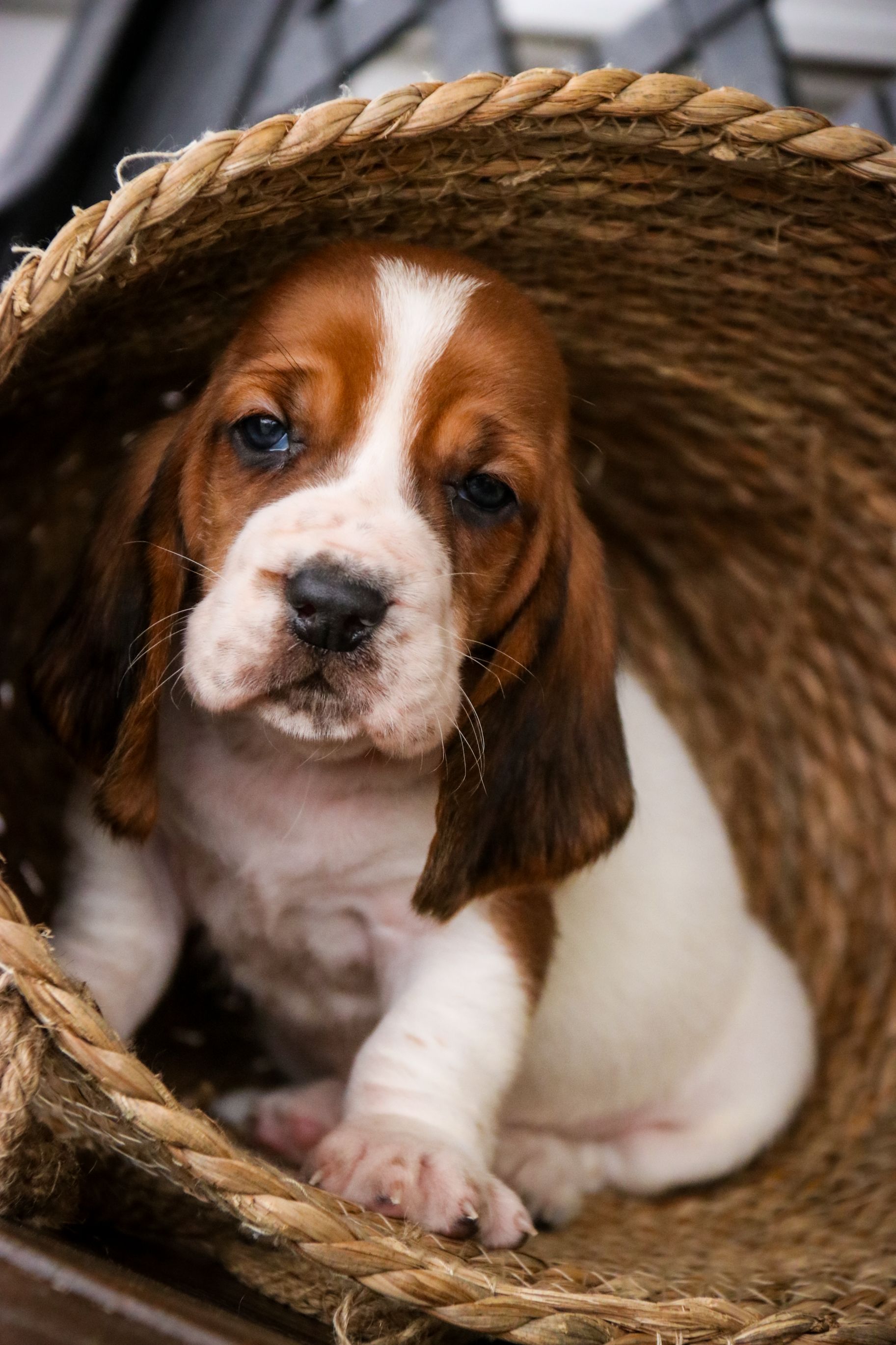 Cute puppy