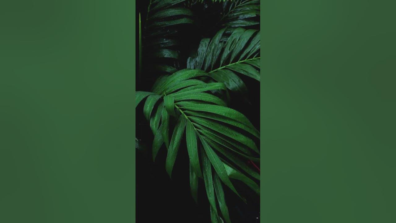 Rainforest Sounds.. if you need a break:)